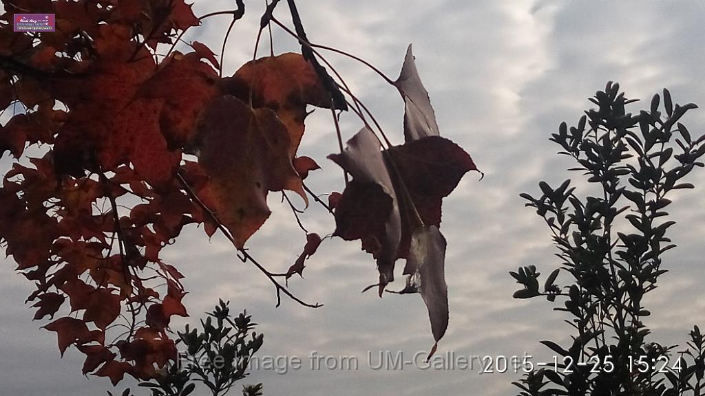 20151225red leaves-IMG_152410.jpg